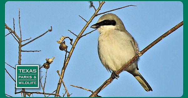 Pbs Trailer - Lights Out For Birds, Goose Island, &amp; Building A Park