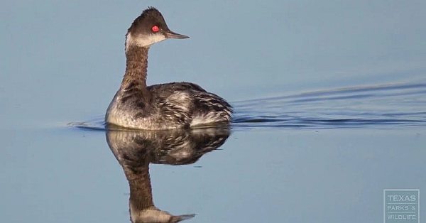 Greg Lasley: Seeing His World