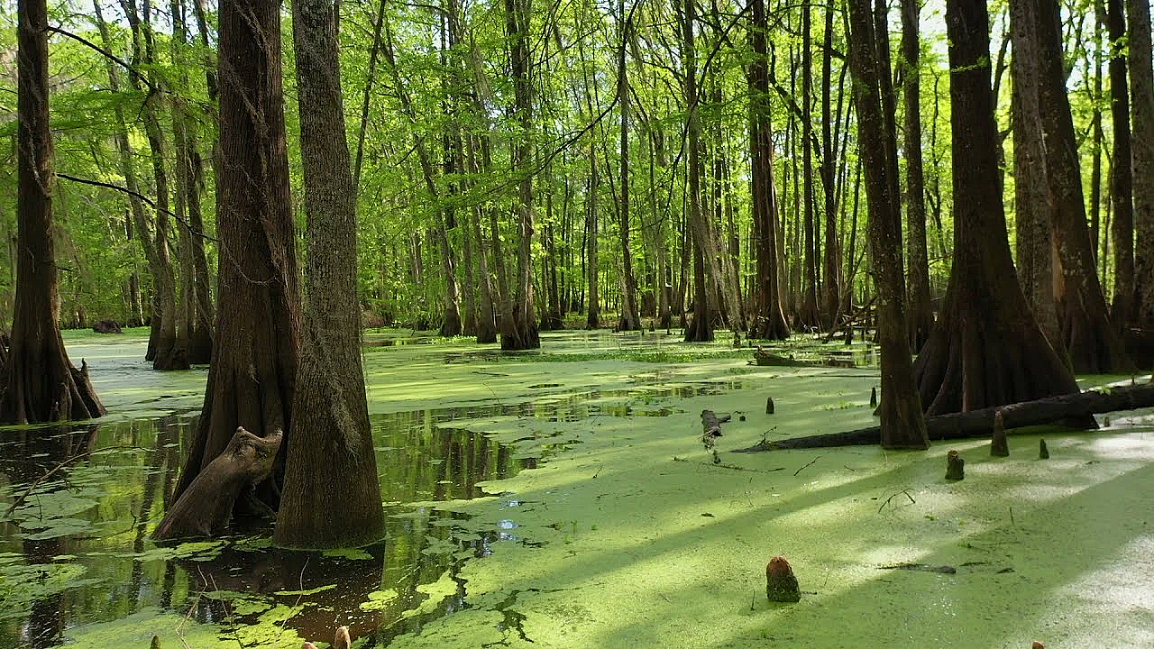 Postcard From Texas: North Toledo Bend Wildlife Management Area