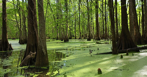 Postcard From Texas: North Toledo Bend Wildlife Management Area