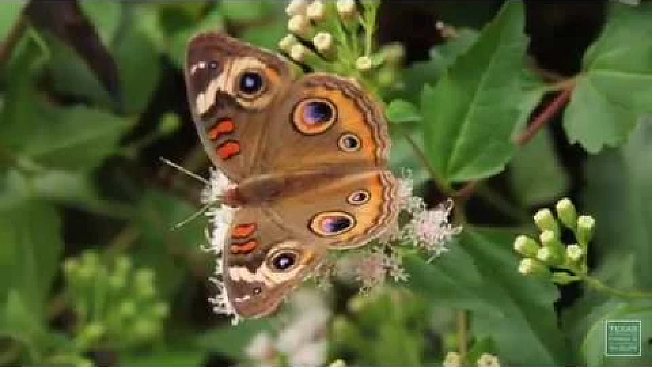 Postcard From Texas: Pollinator Party