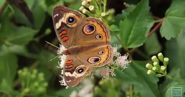 Postcard From Texas: Pollinator Party