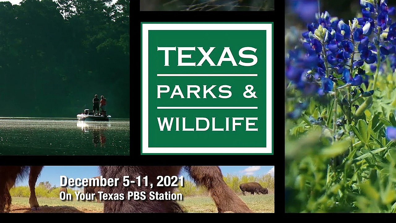 Pbs Preview - Racing Down A River &amp; Loggerhead Shrikes - #3009