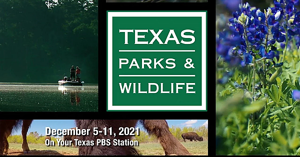 Pbs Preview - Racing Down A River &amp; Loggerhead Shrikes - #3009