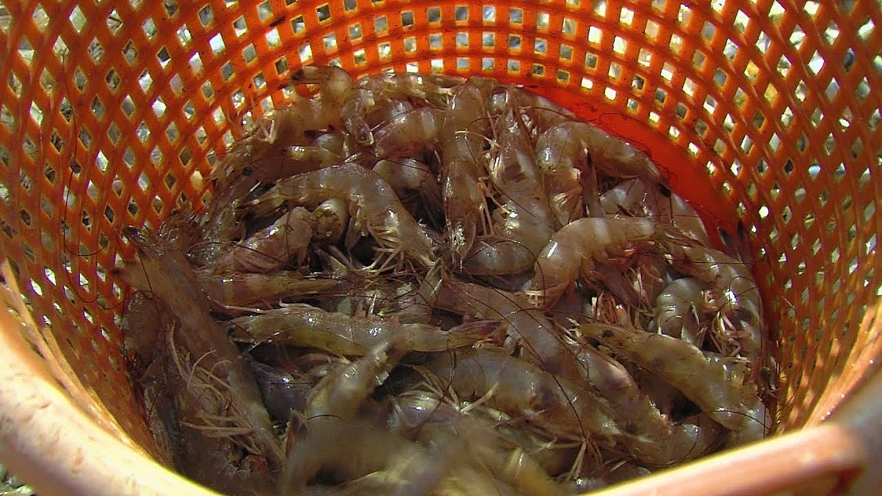 Shrimp Science - Texas Parks &amp; Wildlife [official]