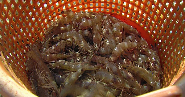 Shrimp Science - Texas Parks &amp; Wildlife [official]