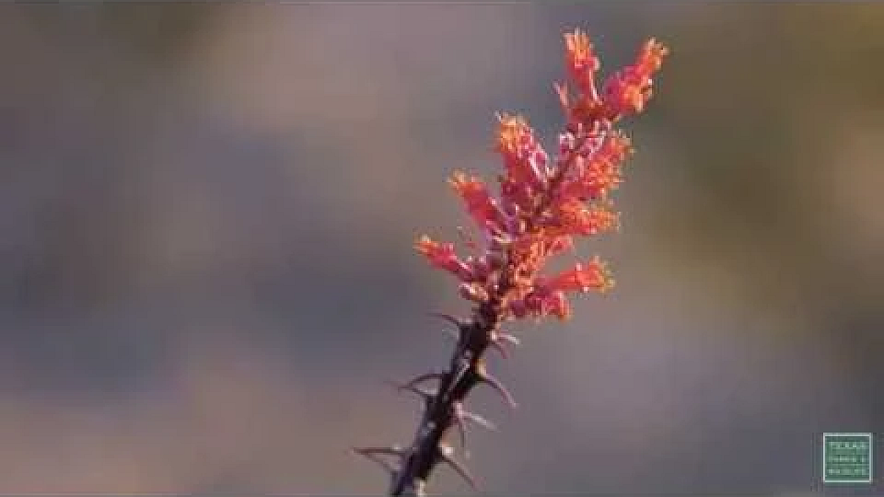 Big Bend's Spring Blooms - Postcard From Texas
