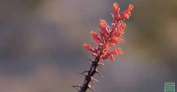 Big Bend's Spring Blooms - Postcard From Texas