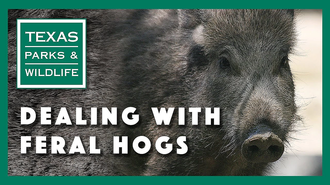 Dealing With Feral Hogs