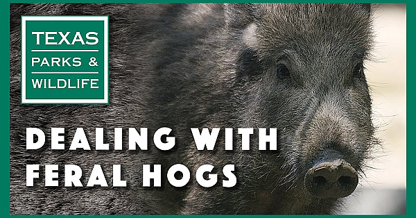 Dealing With Feral Hogs