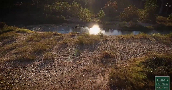 Texas Parks And Wildlife Live Stream