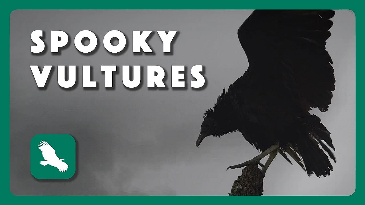 Spooky Vultures - Postcard From Texas