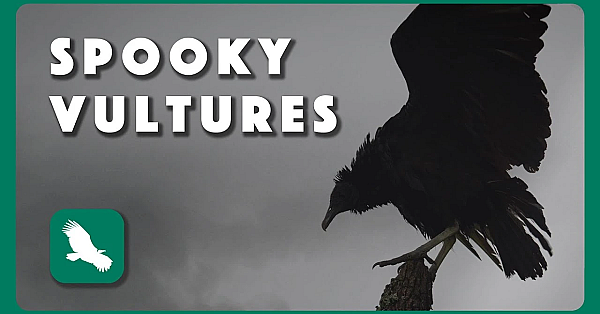 Spooky Vultures - Postcard From Texas