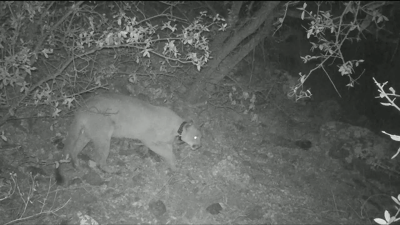 Lions Of West Texas - Texas Parks &amp; Wildlife [official]