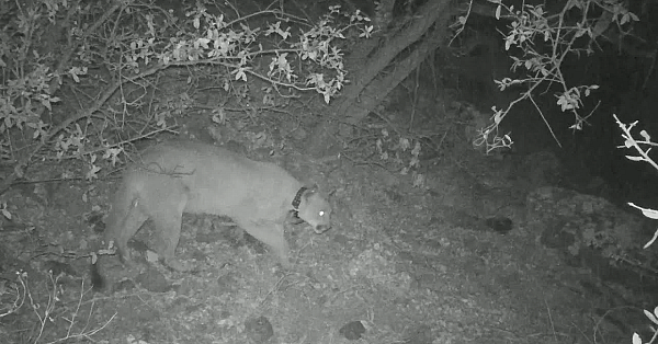 Lions Of West Texas - Texas Parks &amp; Wildlife [official]