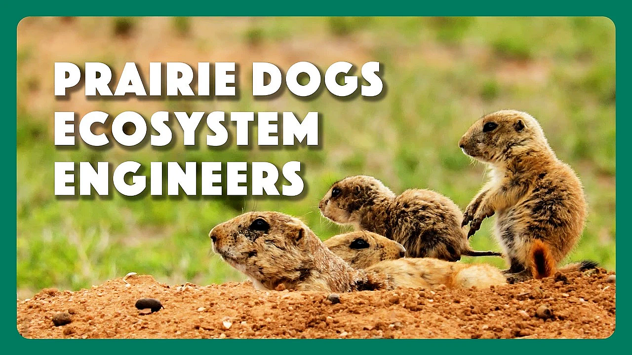 Prairie Dogs Ecosystem Engineers