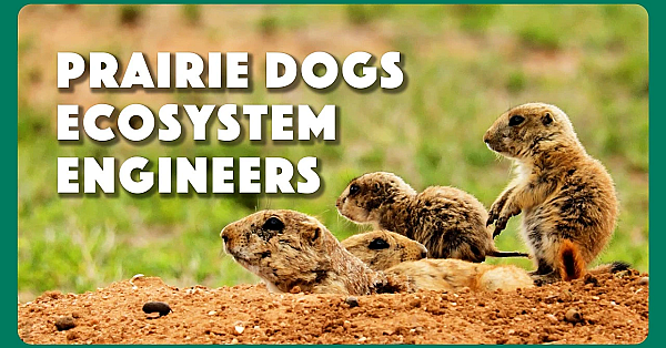 Prairie Dogs Ecosystem Engineers