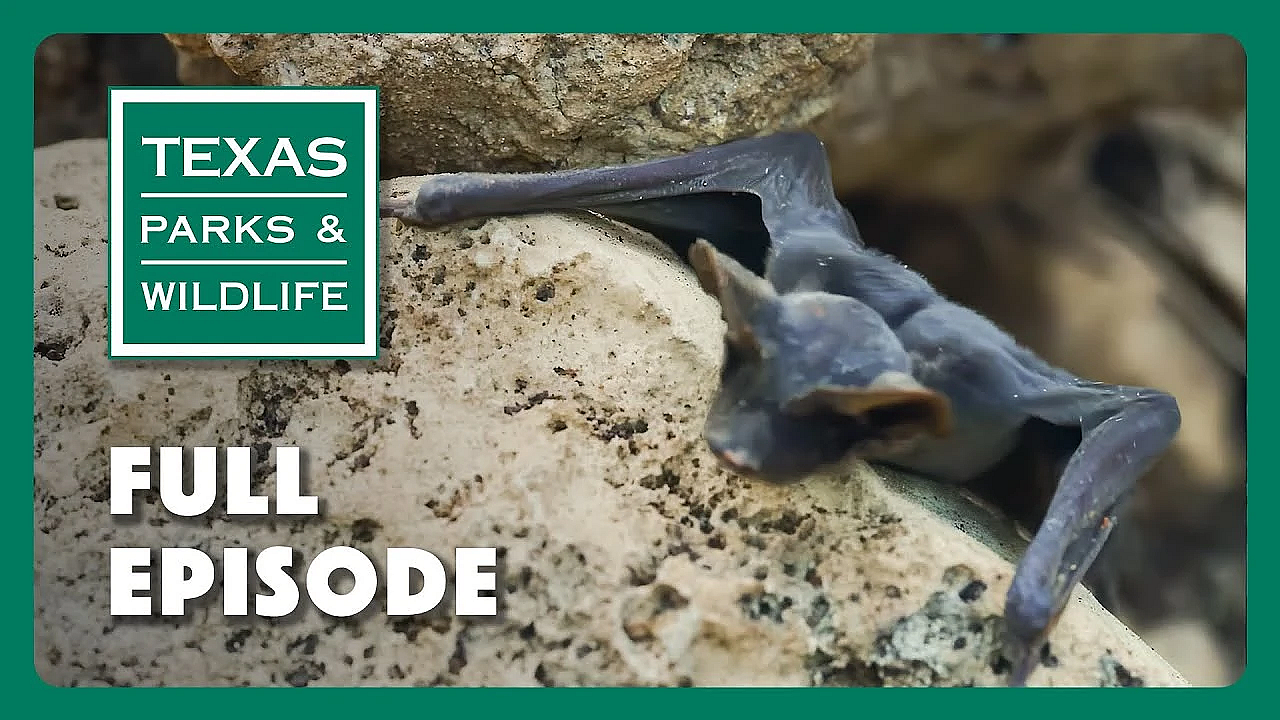 Pbs Show - Becoming A Game Warden, Kemp’s Ridley &amp; Bat Conservation