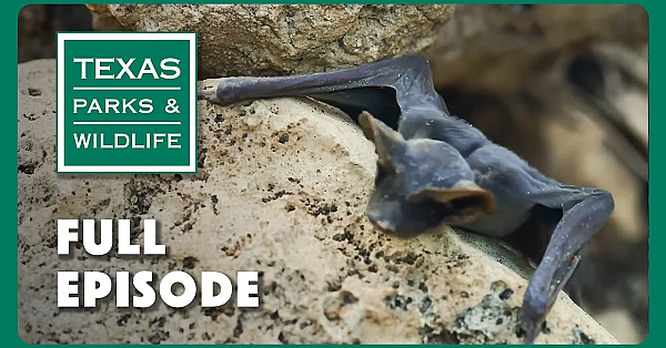 Pbs Show - Becoming A Game Warden, Kemp’s Ridley &amp; Bat Conservation