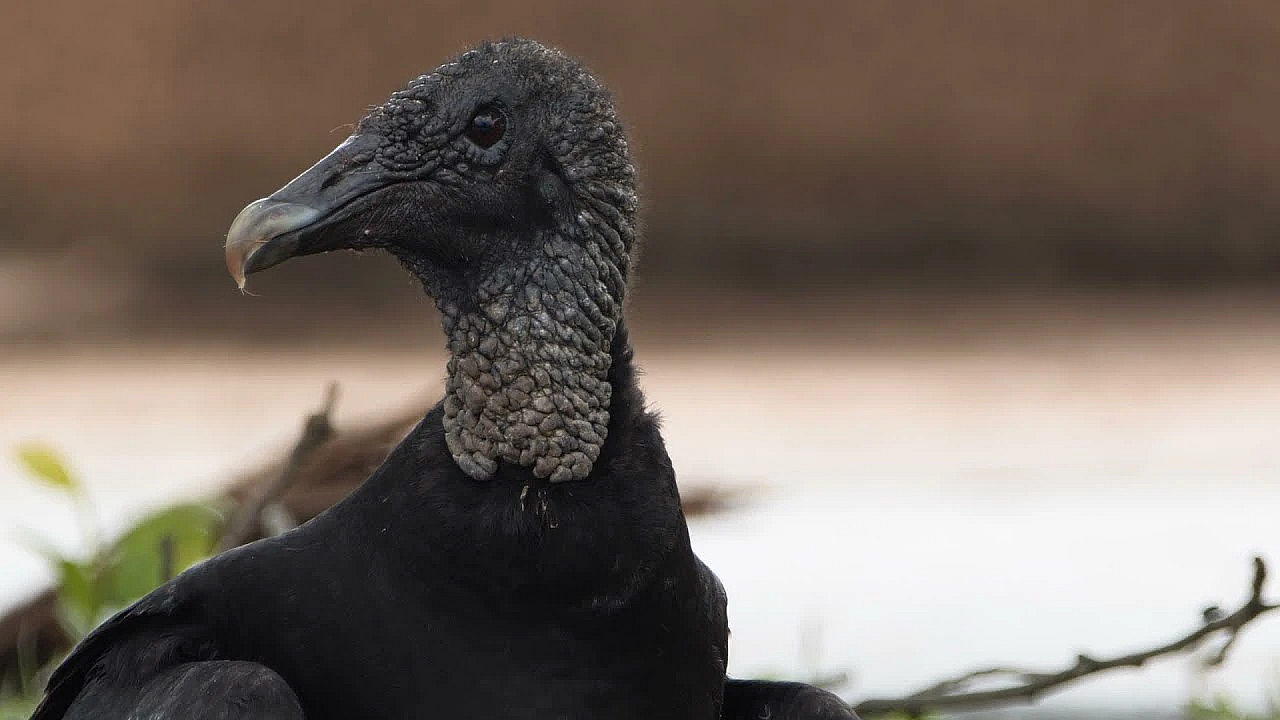 Postcard From Texas: Urban Austin Wildlife