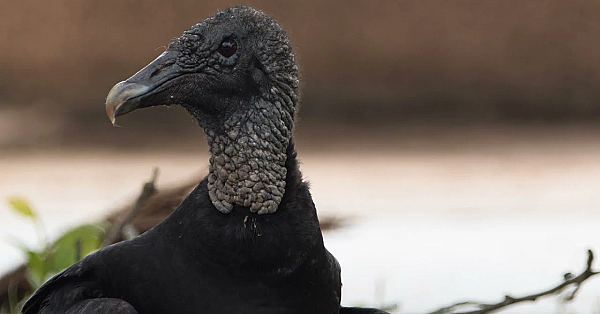 Postcard From Texas: Urban Austin Wildlife