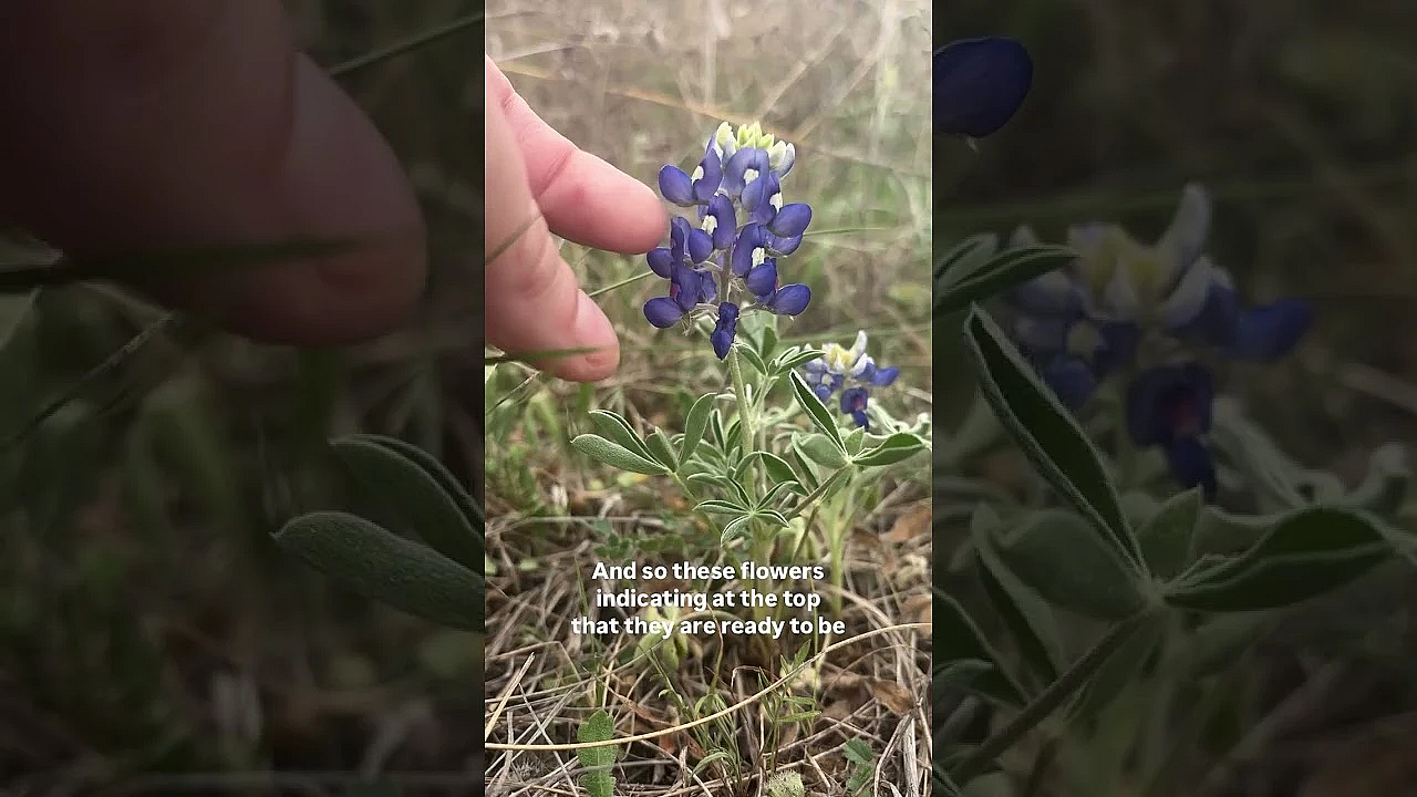 Have You Noticed This? #bluebonnets