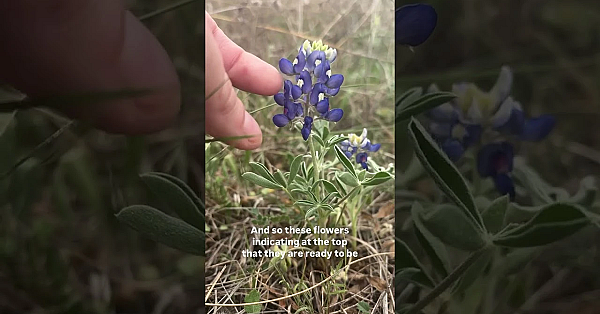 Have You Noticed This? #bluebonnets