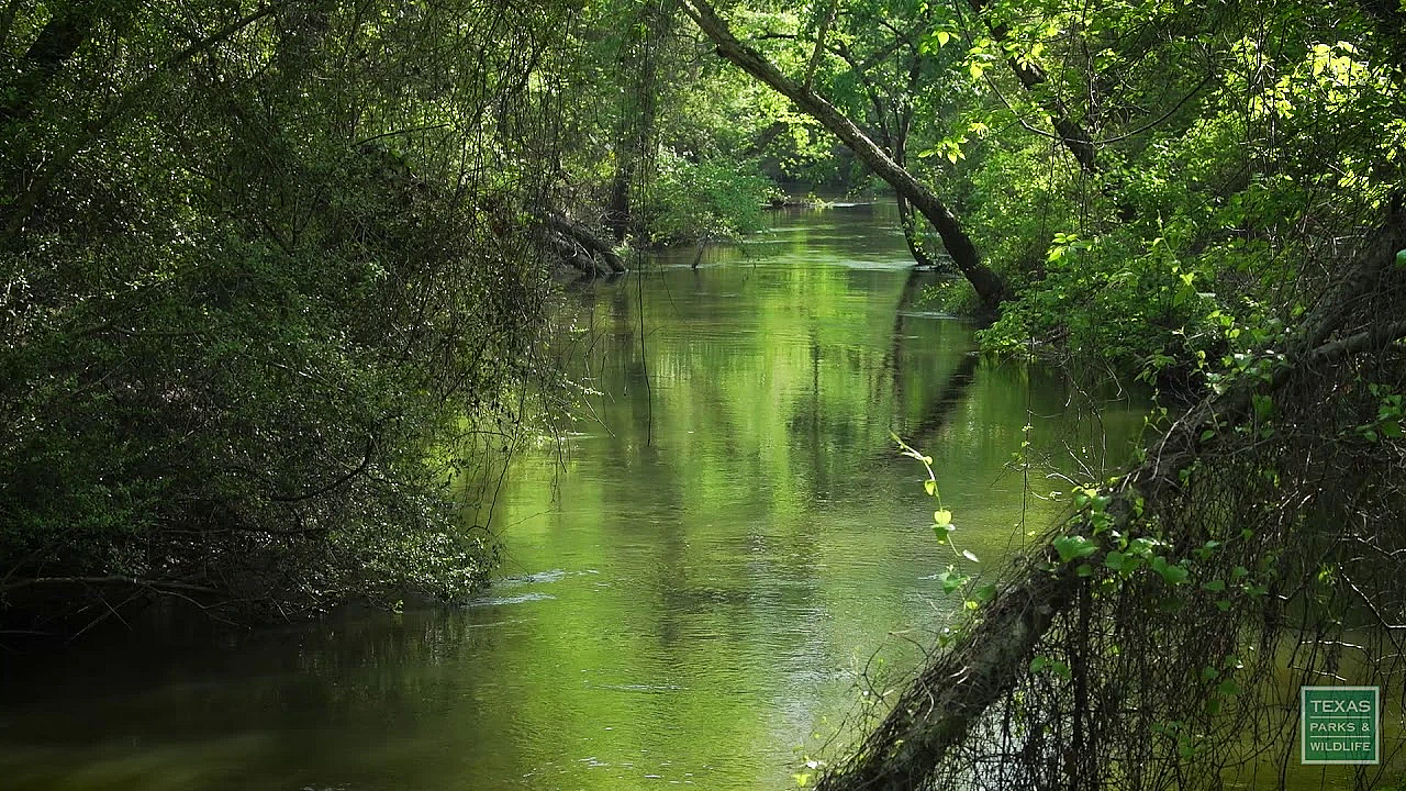 Postcard From Texas - Springtime In The East Texas Woods