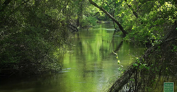 Postcard From Texas - Springtime In The East Texas Woods