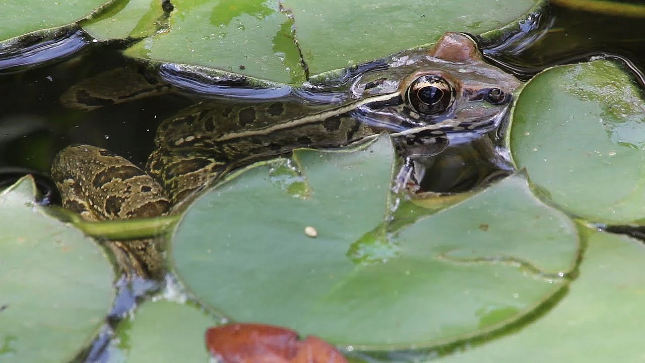 Pbs Show Frog Pond, Bobcats, Mustang Island, #2719