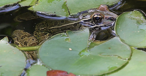 Pbs Show Frog Pond, Bobcats, Mustang Island, #2719