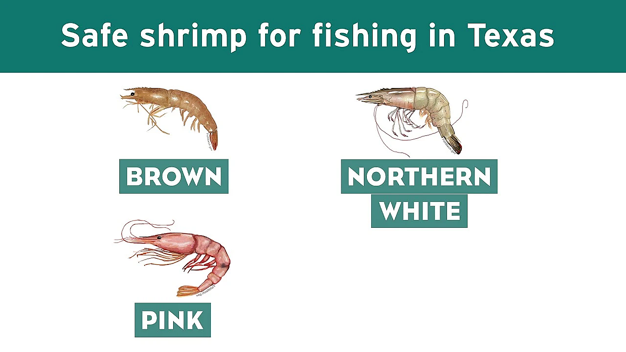Non-gulf Shrimp Bait Can Devastate Native Shrimp, Crab And Crayfish