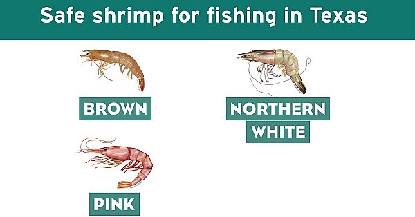 Non-gulf Shrimp Bait Can Devastate Native Shrimp, Crab And Crayfish