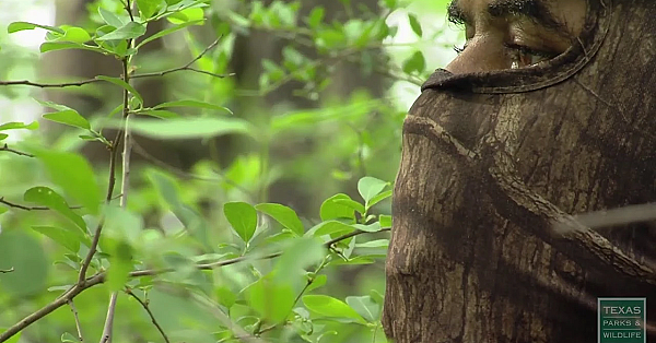 Texas Parks And Wildlife Live Stream