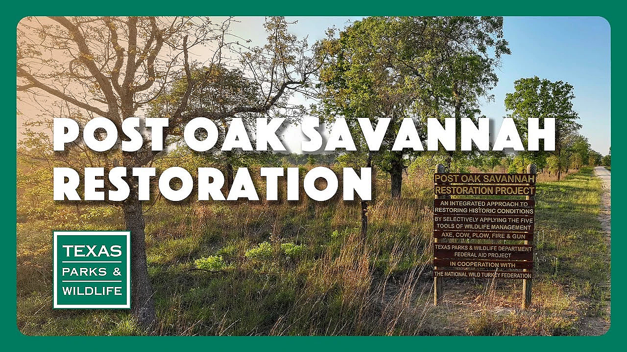 Restoring The Post Oak Savannah