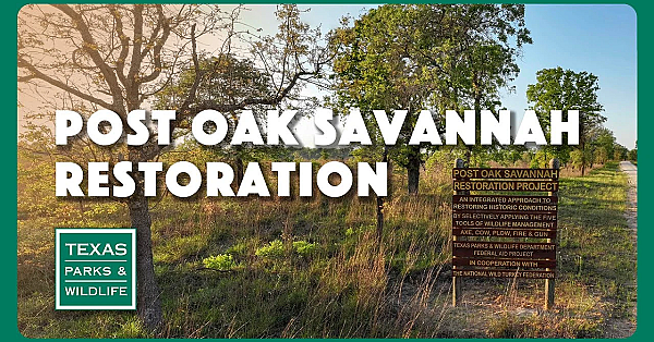 Restoring The Post Oak Savannah