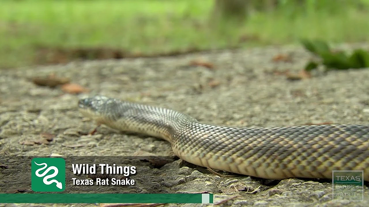 Texas Rat Snake (wild Things) - Texas Parks And Wildlife [official]