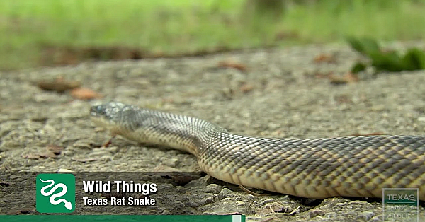Texas Rat Snake (wild Things) - Texas Parks And Wildlife [official]