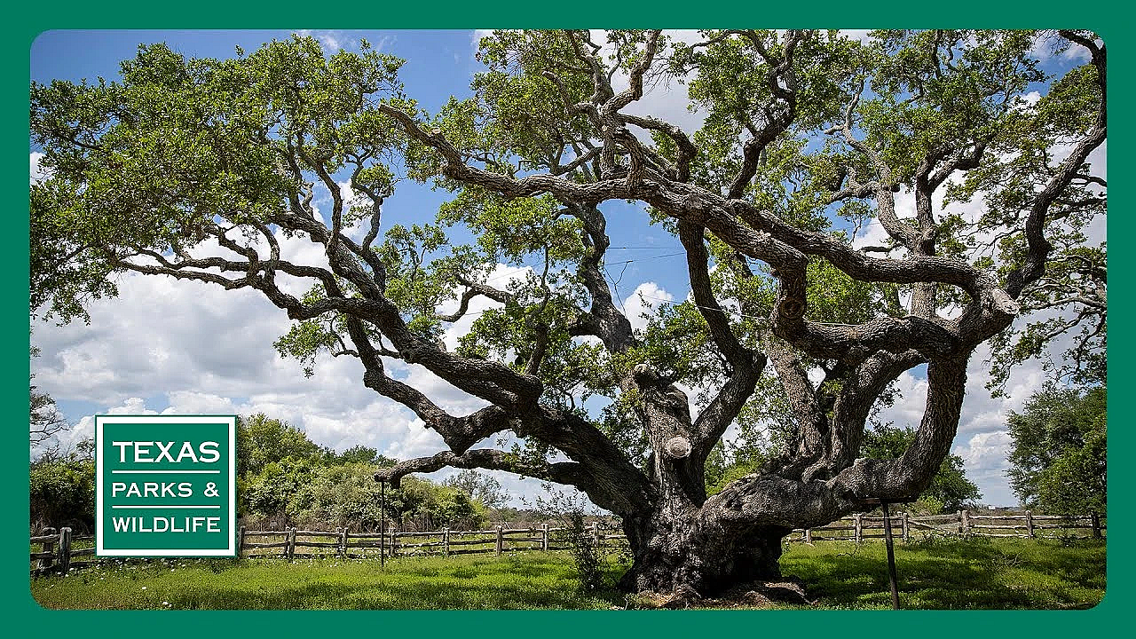 Pbs Preview- Outdoor Friends, Goose Island &amp; Aquatic Habitat Helper