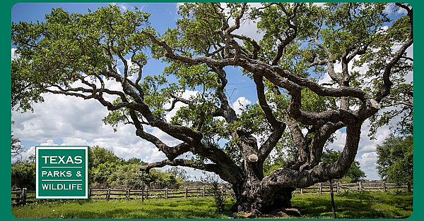 Pbs Preview- Outdoor Friends, Goose Island &amp; Aquatic Habitat Helper