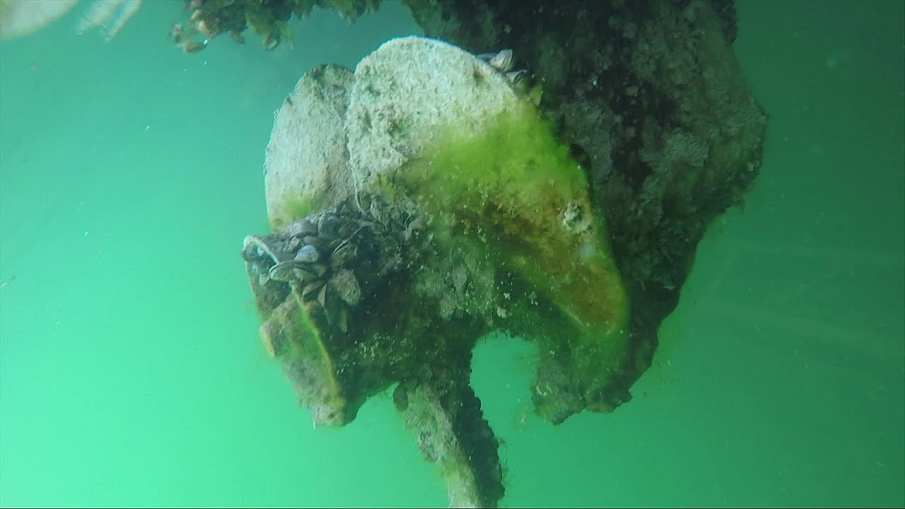 Zebra Mussels Attached To Docked Boats