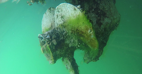 Zebra Mussels Attached To Docked Boats
