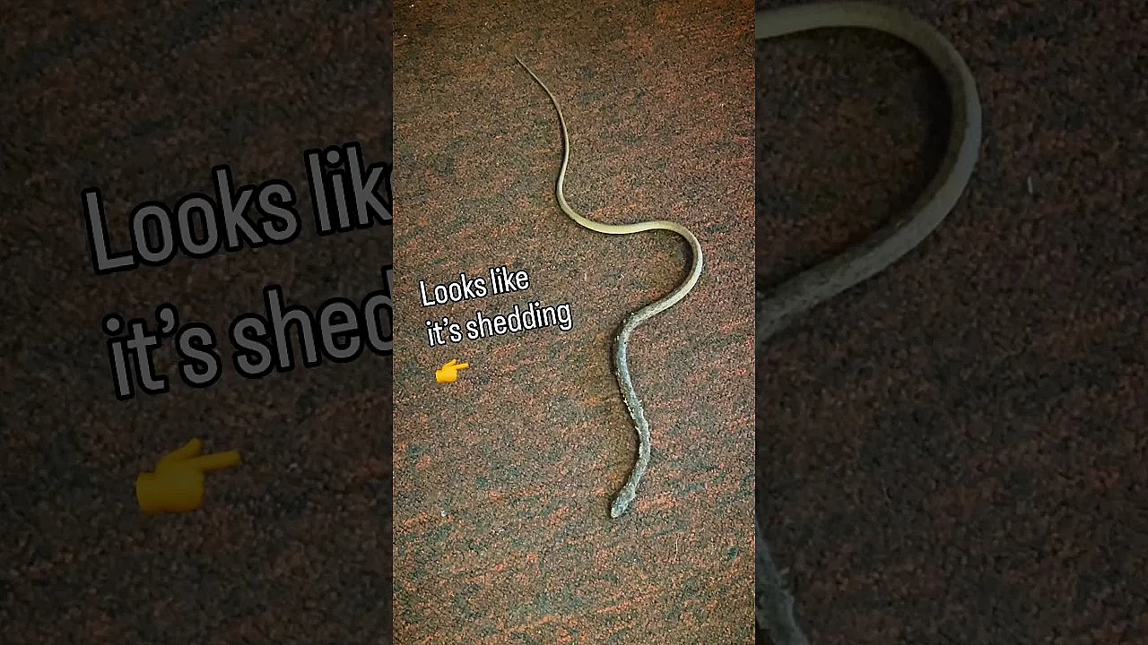 Snake In The Office 🐍 😵‍💫 #snake