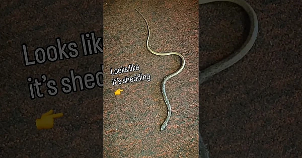 Snake In The Office 🐍 😵‍💫 #snake
