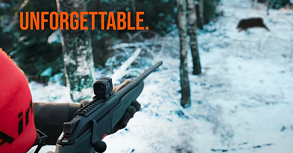 My First Driven Boar Hunt In Sweden