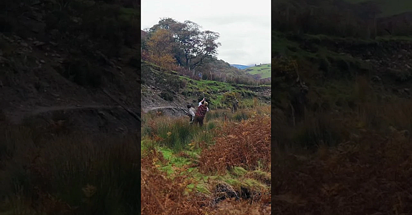 Stretching Barrels At A High Bird
