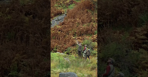 Driven Bird Shooting In Wales