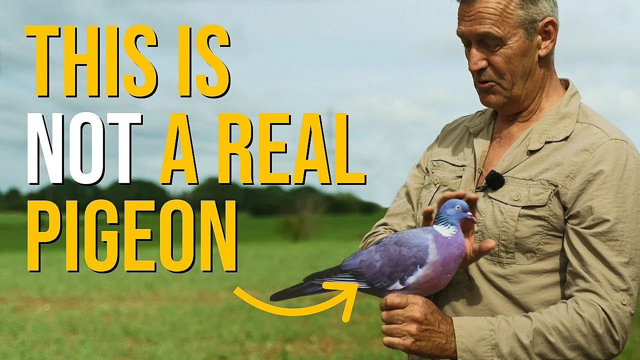 The Advanced Pigeon Decoying Masterclass