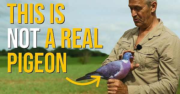 The Advanced Pigeon Decoying Masterclass