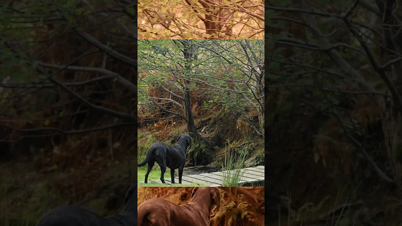 The Worlds Most Polite Labrador